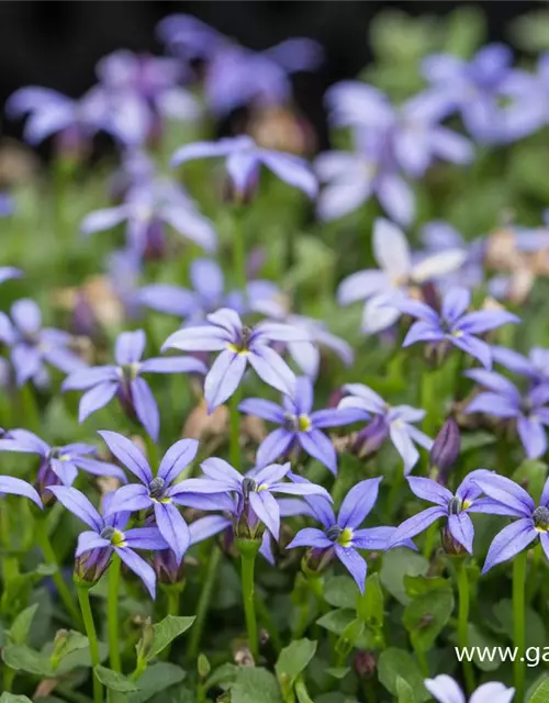 Garten-Scheinlobelie 'County Park'