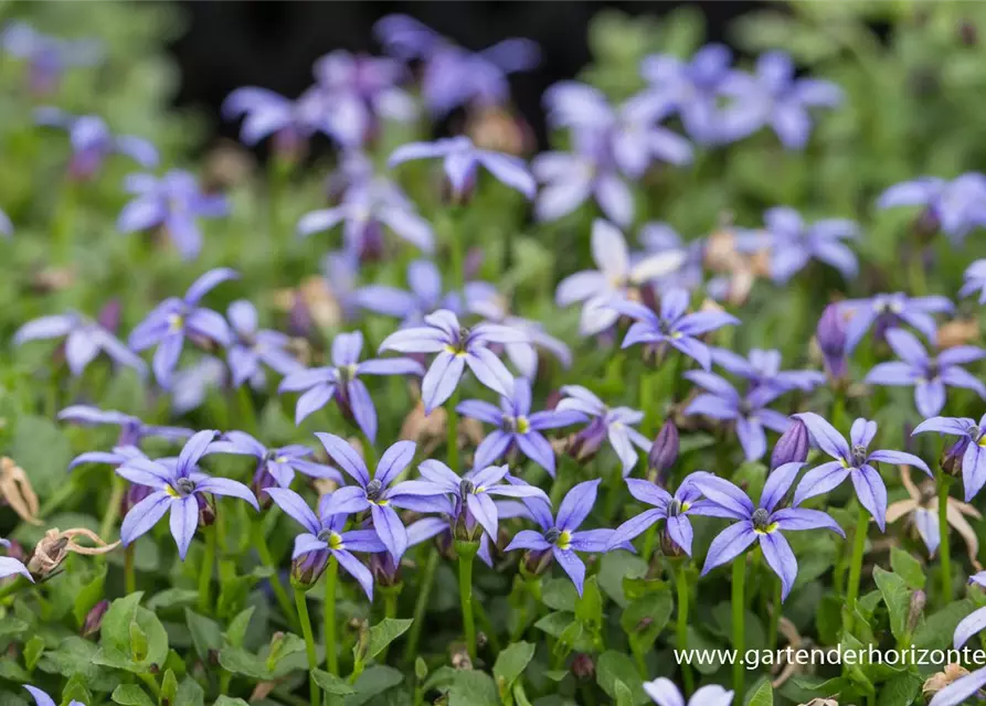 Garten-Scheinlobelie 'County Park'