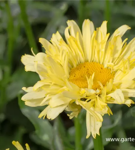 Garten-Margerite 'Goldfinch'