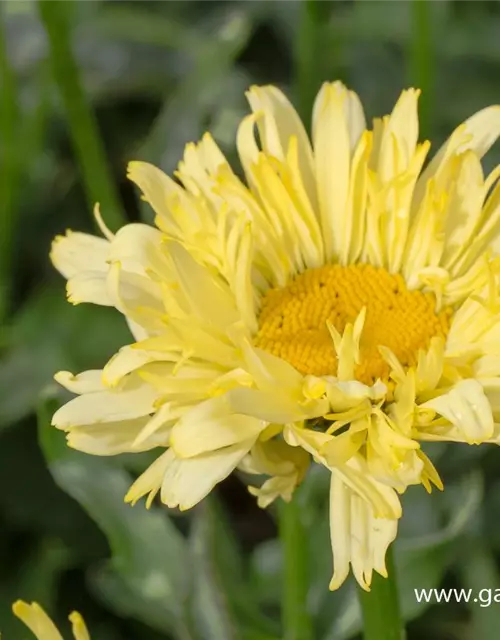 Garten-Margerite 'Goldfinch'