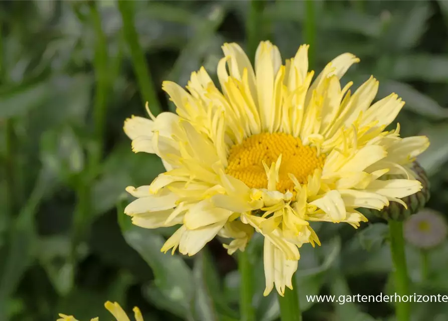 Garten-Margerite 'Goldfinch'