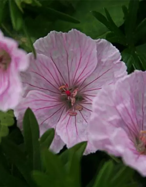 Garten-Blut-Storchschnabel 'Vision Light Pink'