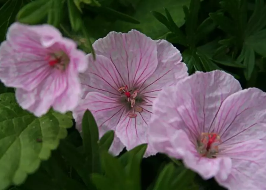 Garten-Blut-Storchschnabel 'Vision Light Pink'