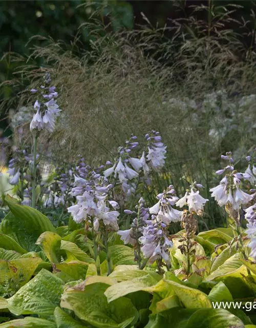 Hosta x fortunei 'Richland Gold'