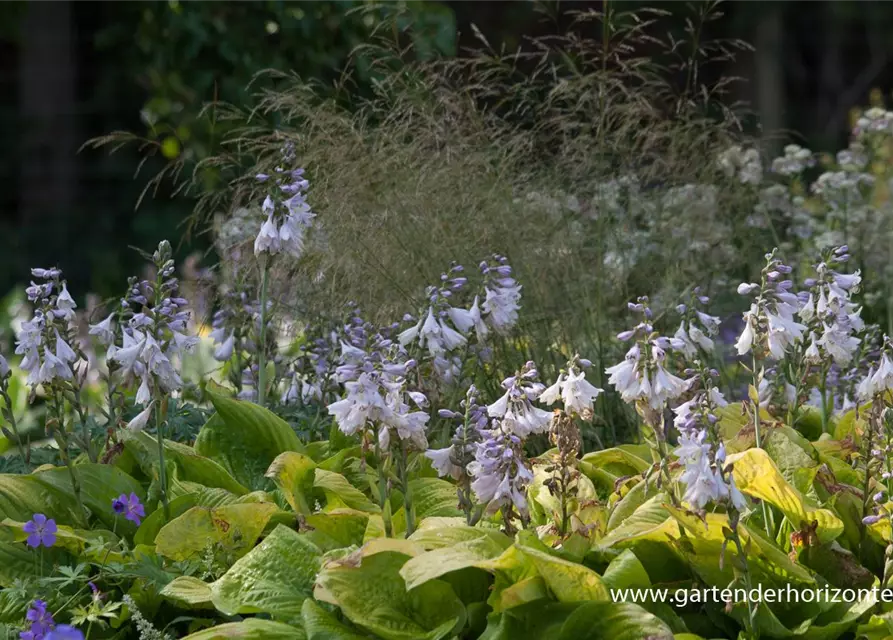 Hosta x fortunei 'Richland Gold'