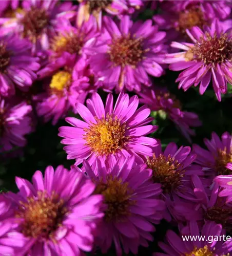 Garten-Kissen-Aster 'Starlight'