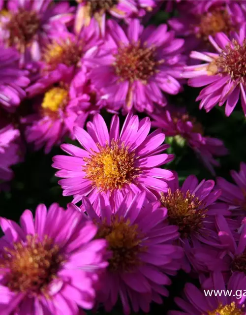 Garten-Kissen-Aster 'Starlight'