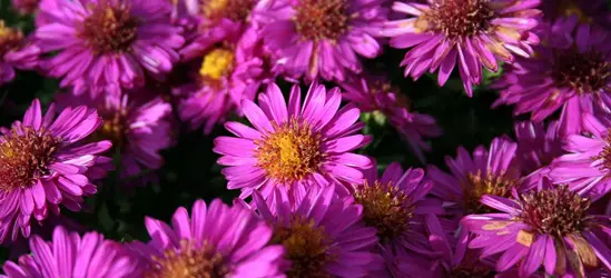 Garten-Kissen-Aster 'Starlight'