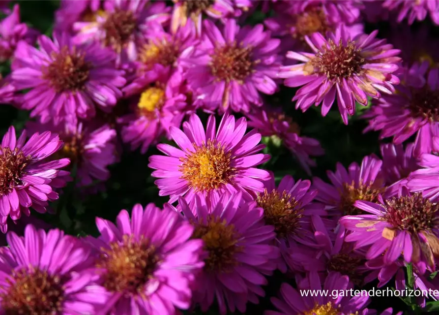 Garten-Kissen-Aster 'Starlight'