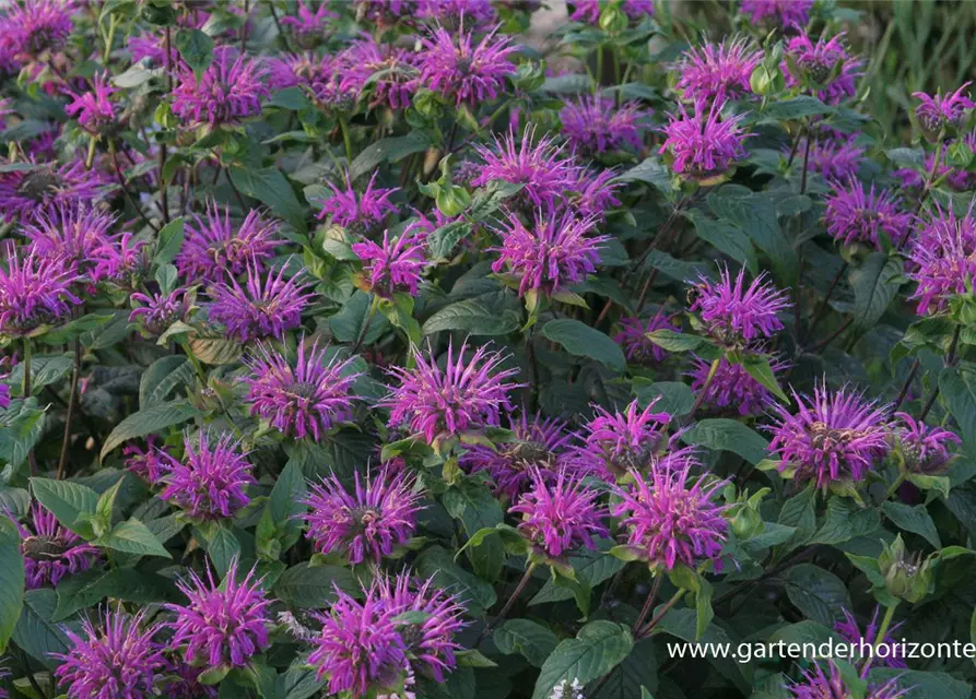 Garten-Indianernessel 'Blaustrumpf'