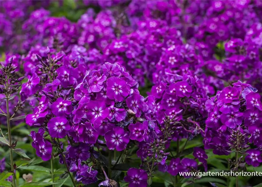 Hohe Garten-Flammenblume 'Purple Kiss'