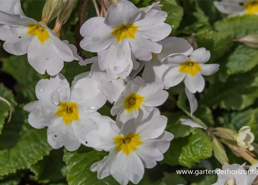 Garten-Kissen-Schlüsselblume 'Schneekissen'