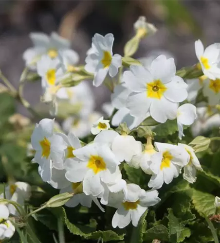 Garten-Kissen-Schlüsselblume 'Schneekissen'