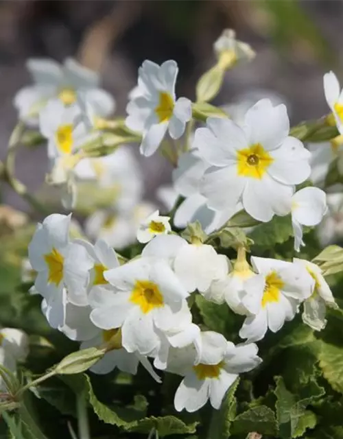 Garten-Kissen-Schlüsselblume 'Schneekissen'