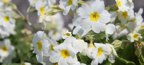 Garten-Kissen-Schlüsselblume 'Schneekissen'