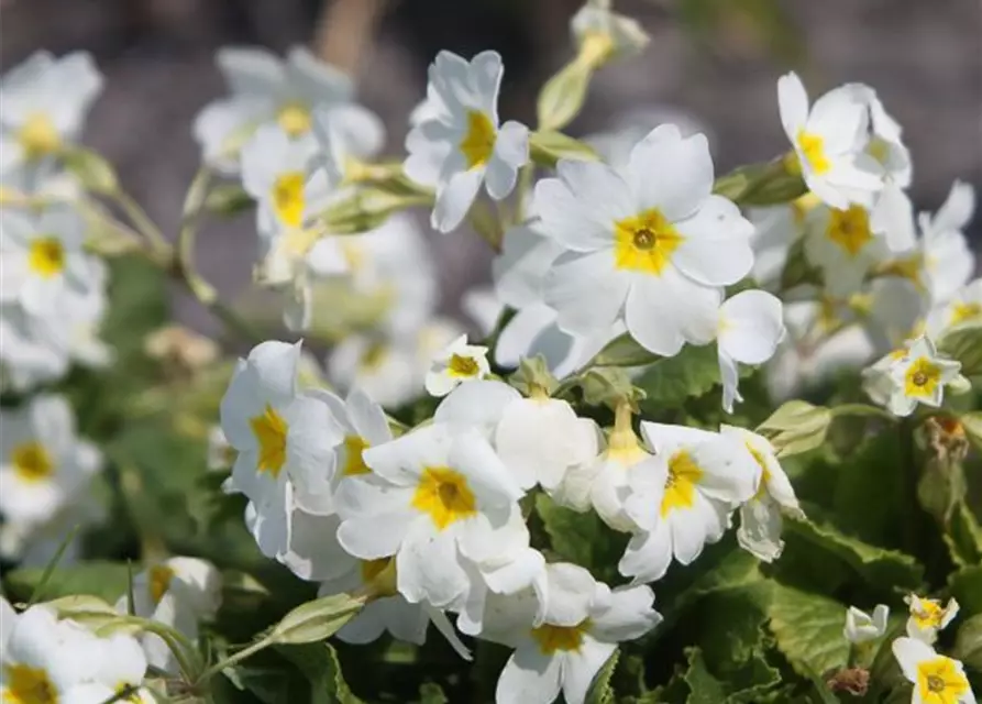 Garten-Kissen-Schlüsselblume 'Schneekissen'