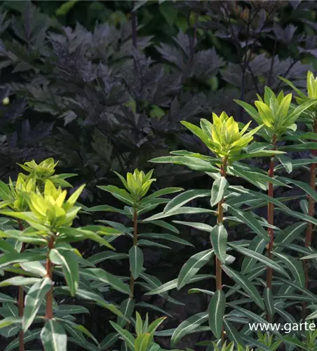 Hohe Garten-Wolfsmilch 'Goldener Turm'