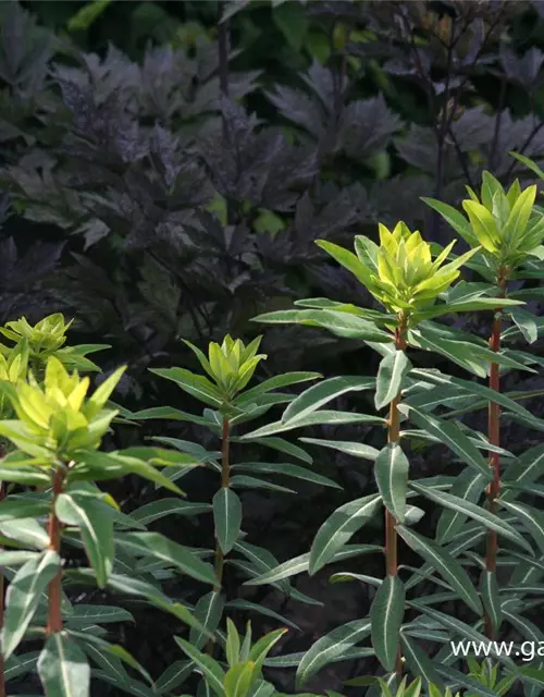 Hohe Garten-Wolfsmilch 'Goldener Turm'