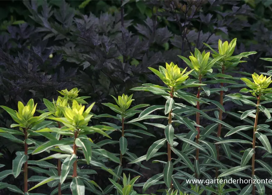 Hohe Garten-Wolfsmilch 'Goldener Turm'