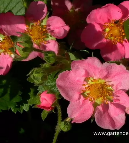 Garten-Zier-Erdbeere 'Pink Panda'®