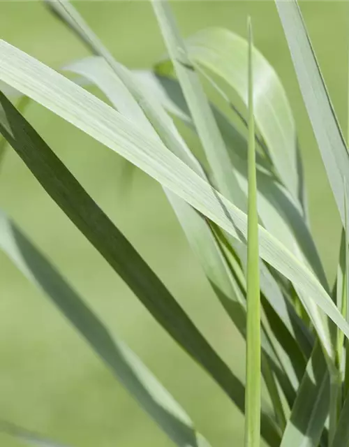 Garten-Ruten-Hirse 'Prairie Sky'