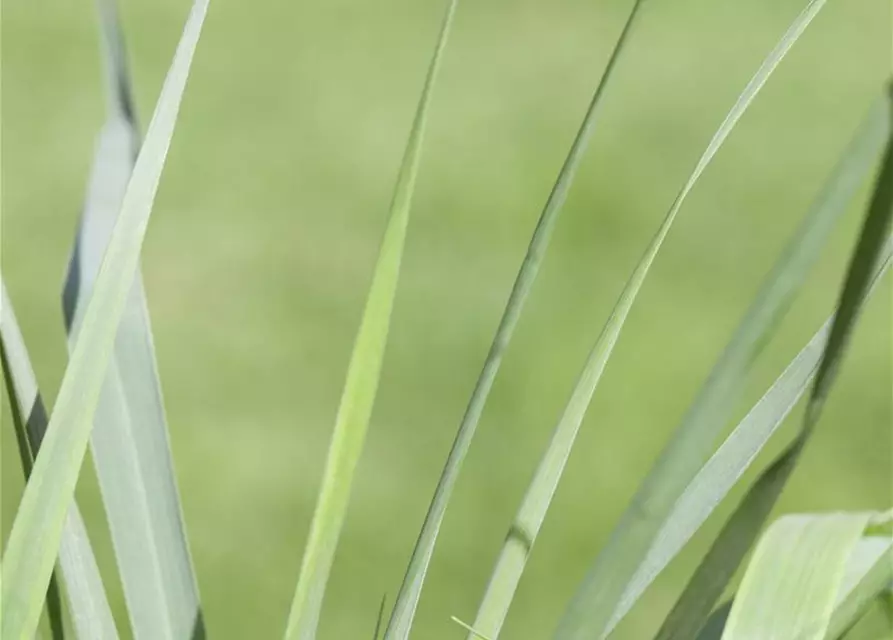 Garten-Ruten-Hirse 'Prairie Sky'