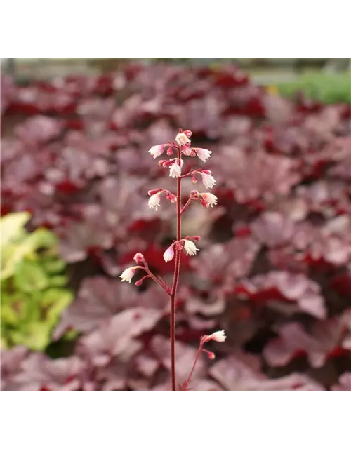 Garten-Silberglöckchen