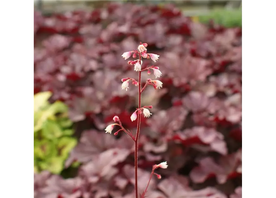 Garten-Silberglöckchen