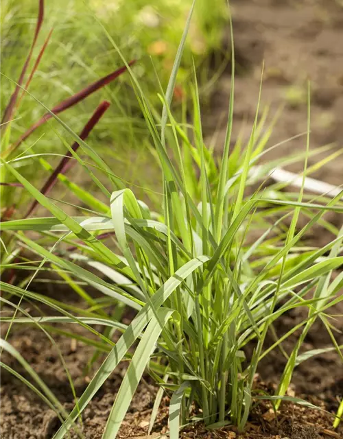 Garten-Ruten-Hirse 'Prairie Sky'