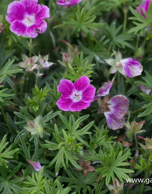 Garten-Blut-Storchschnabel 'Elke'