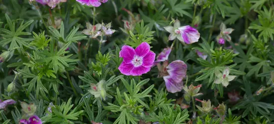 Garten-Blut-Storchschnabel 'Elke'