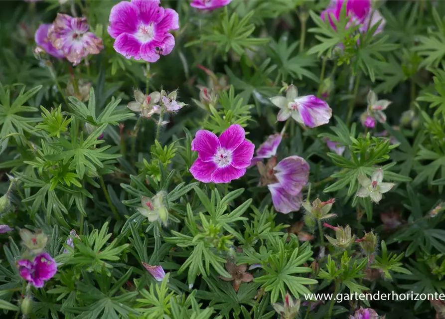 Garten-Blut-Storchschnabel 'Elke'