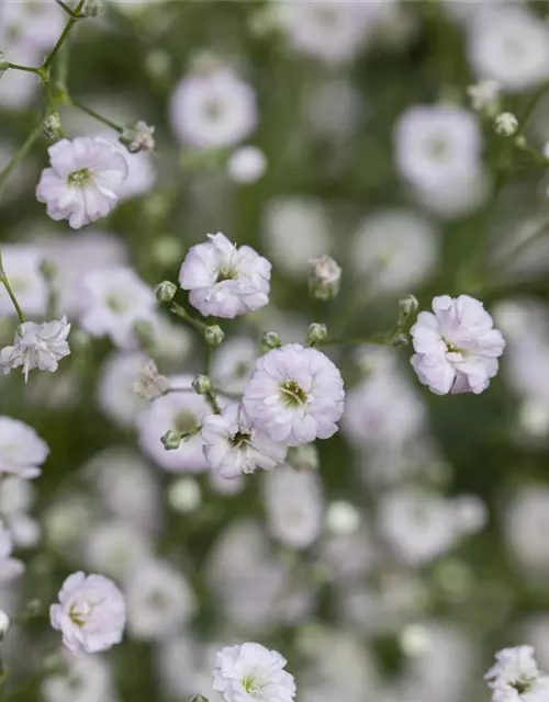 Gypsophila paniculata 'Festival Pink' -R-