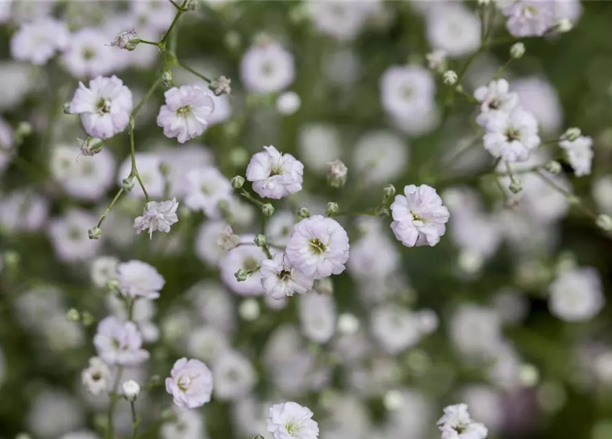 Gypsophila paniculata 'Festival Pink' -R-