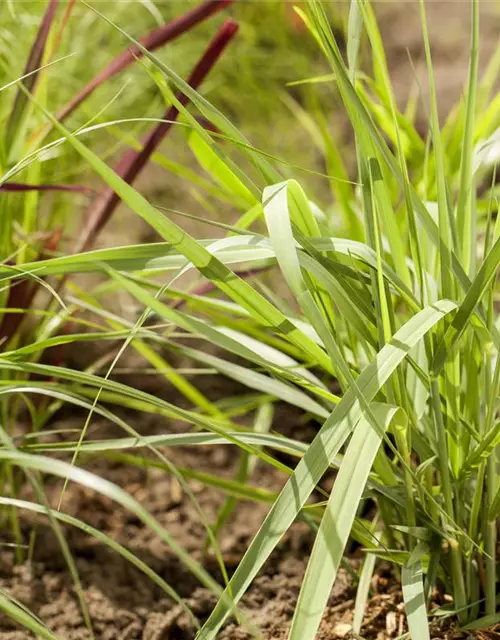 Garten-Ruten-Hirse 'Prairie Sky'