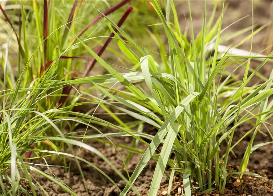 Garten-Ruten-Hirse 'Prairie Sky'