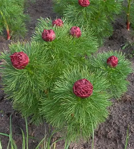 Garten-Netzblatt-Pfingstrose 'Plena'