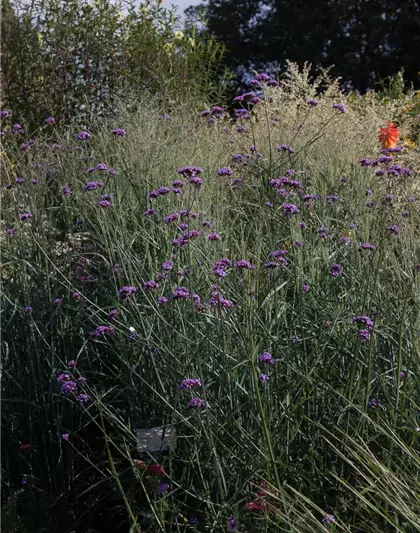 Garten-Ruten-Hirse 'Prairie Sky'