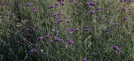 Garten-Ruten-Hirse 'Prairie Sky'