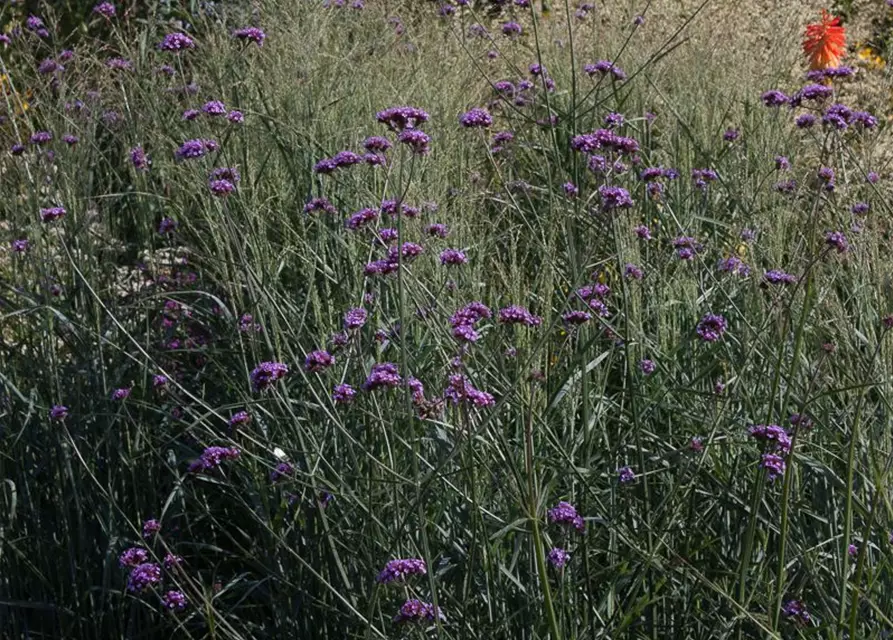 Garten-Ruten-Hirse 'Prairie Sky'