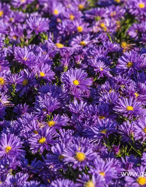 Garten-Kissen-Aster 'Blaue Lagune'