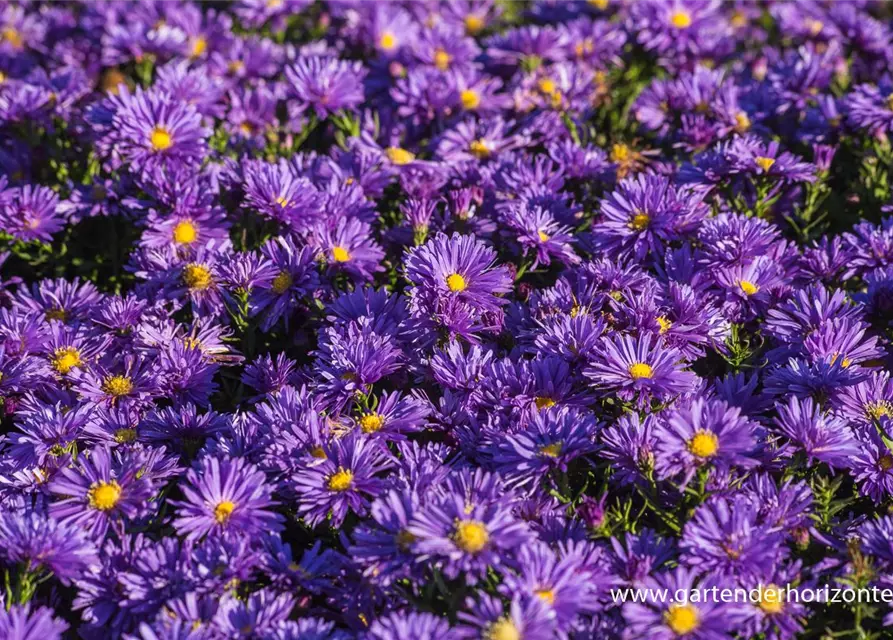 Garten-Kissen-Aster 'Blaue Lagune'