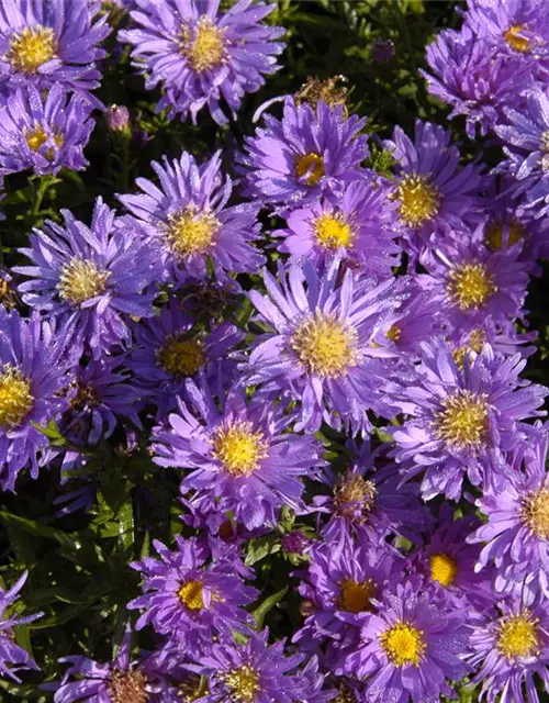 Garten-Kissen-Aster 'Blaue Lagune'