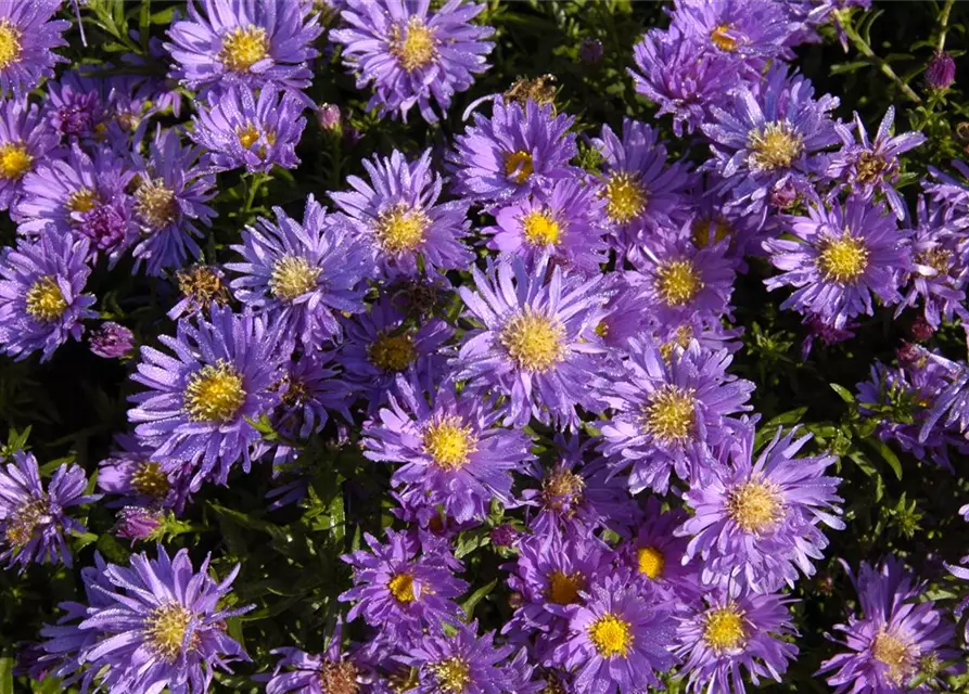 Garten-Kissen-Aster 'Blaue Lagune'