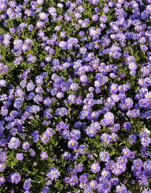 Garten-Kissen-Aster 'Blaue Lagune'