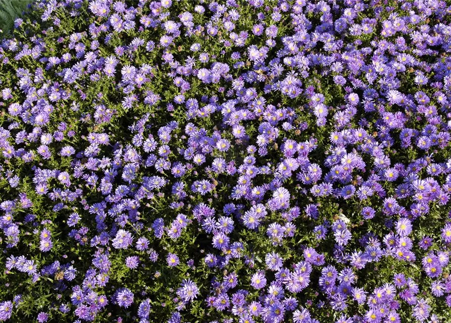 Garten-Kissen-Aster 'Blaue Lagune'