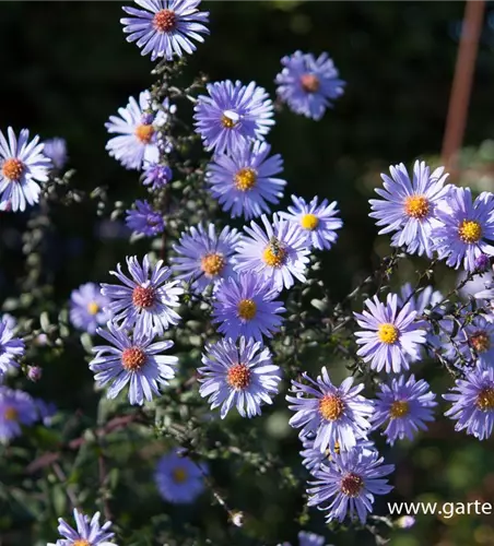 Glatte Garten-Aster 'Calliope'