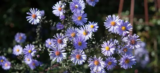 Glatte Garten-Aster 'Calliope'