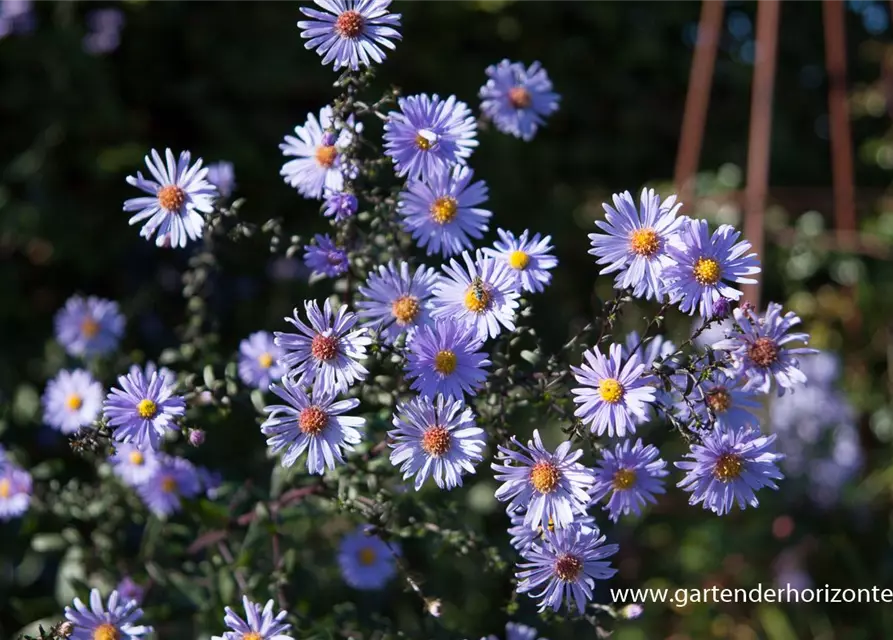 Glatte Garten-Aster 'Calliope'