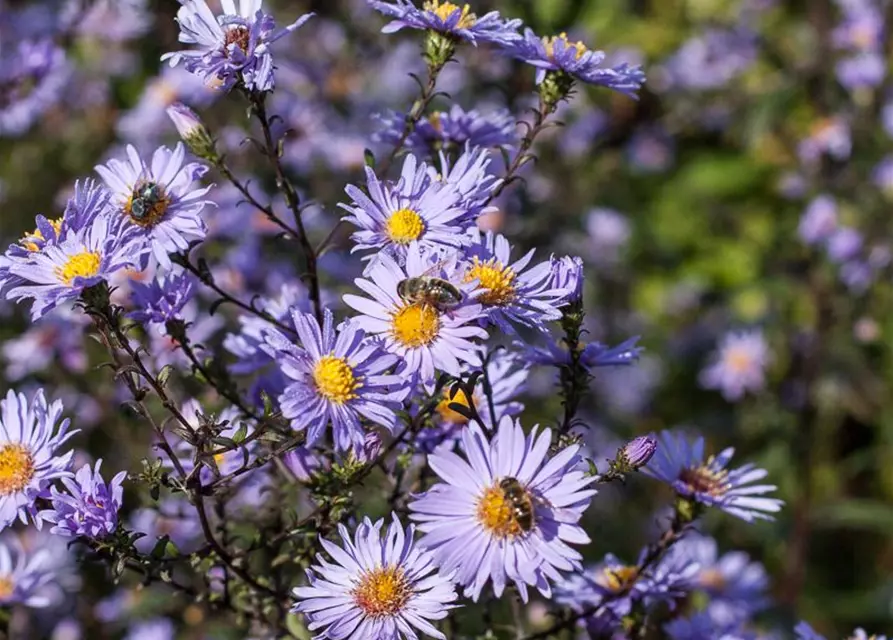 Glatte Garten-Aster 'Calliope'